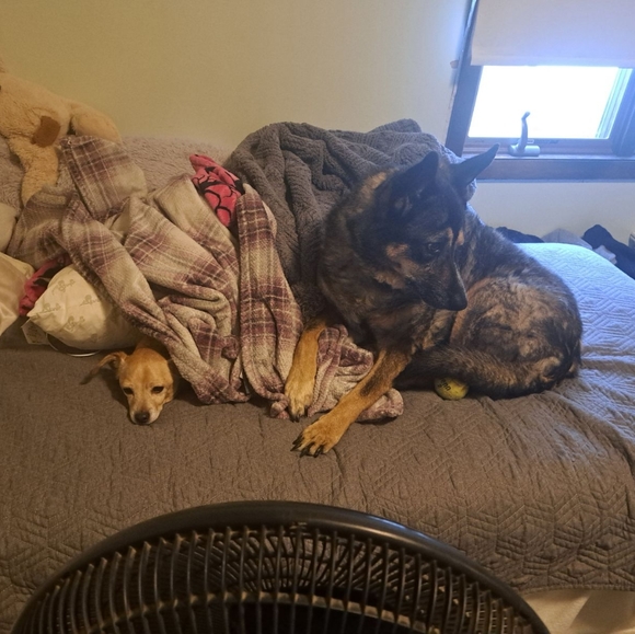 Meet your Posher, Cameron - Picture 2 of 9